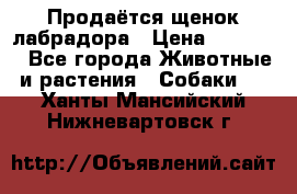 Продаётся щенок лабрадора › Цена ­ 30 000 - Все города Животные и растения » Собаки   . Ханты-Мансийский,Нижневартовск г.